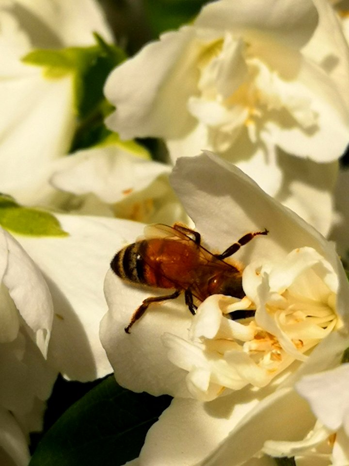 Honeybee visiting mockorange flowers (Philadelphus viginalis 'Snowbelle')