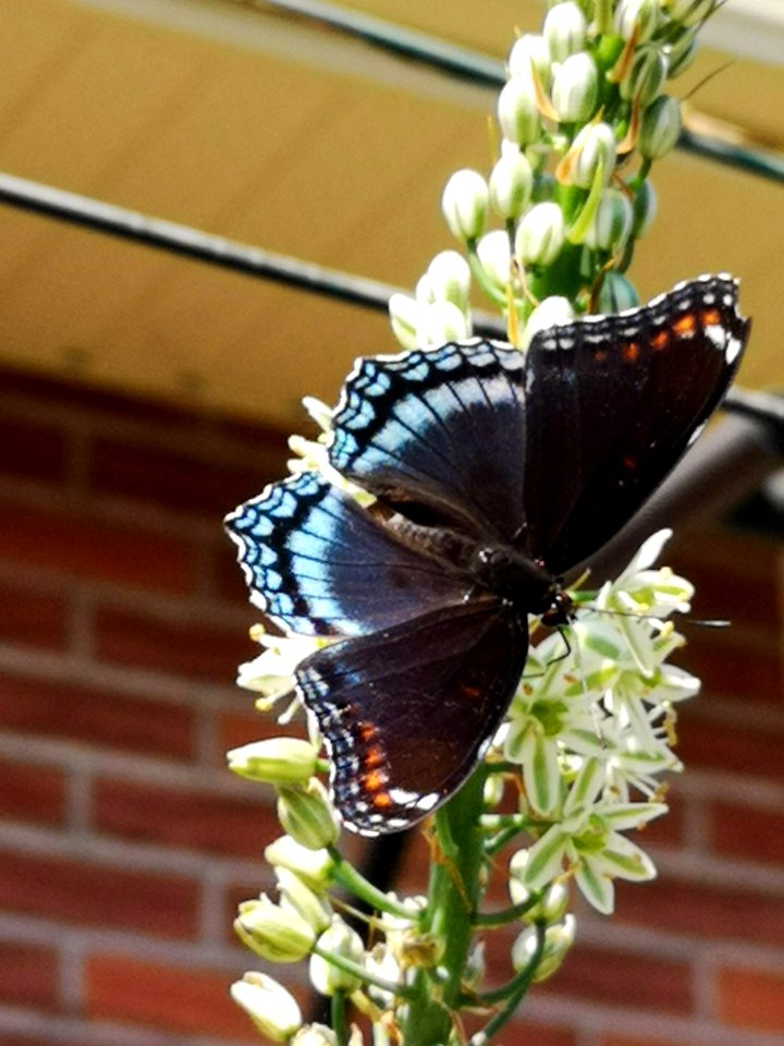 Red spotted purple butterfly (Limenitis arthemis) visiting pregnant onion