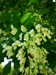 Honeybee with yellowwood