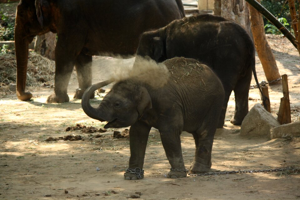 Elephant baby animal