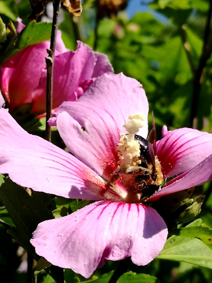 Bee visiting rose of Sharon Hibiscus syriacus covered in pollen