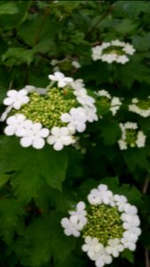 Viburnum