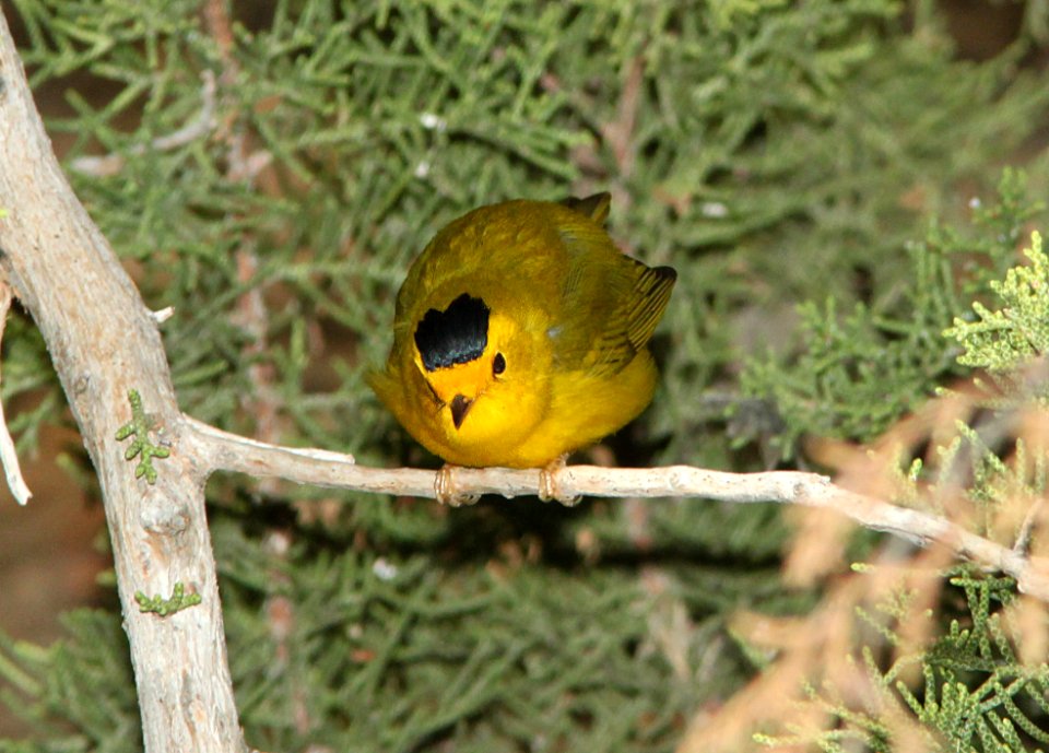 WARBLER, WILSON'S (9-21-09) cottonwood springs, carrizo n m , slo co, ca -03