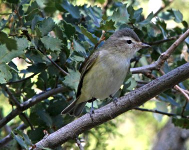 VIREO, WARBLING (9-21-09) cottonwood springs, carrizo n m , slo co, ca -04