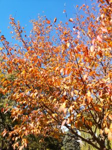 Hornbeam in Fall. Carpinus photo