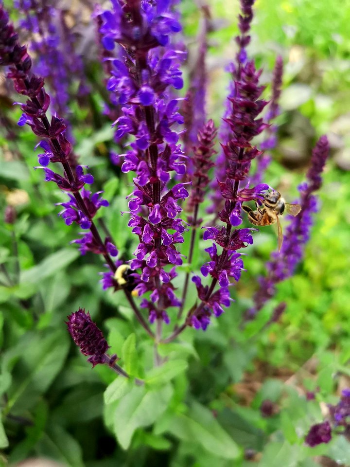 Bumblebee (Bombus sp.) And honeybee (Apis mellifera) visiting sage (Salvia) flowers
