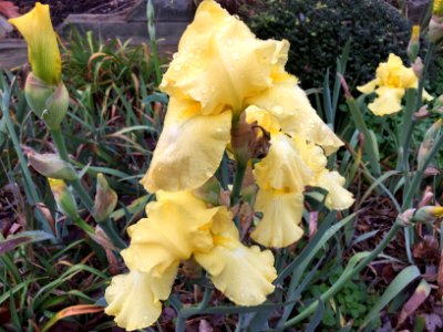 Bearded Iris-Iris-germanica-g-TuschallJPG