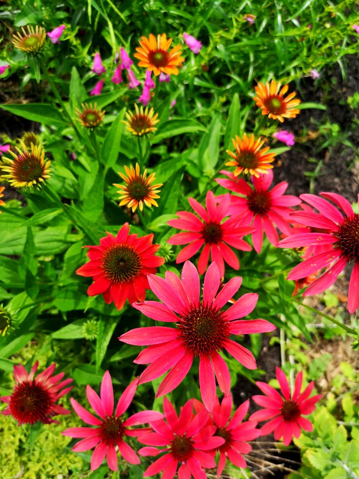 Echinacea Cheyenne Spirit