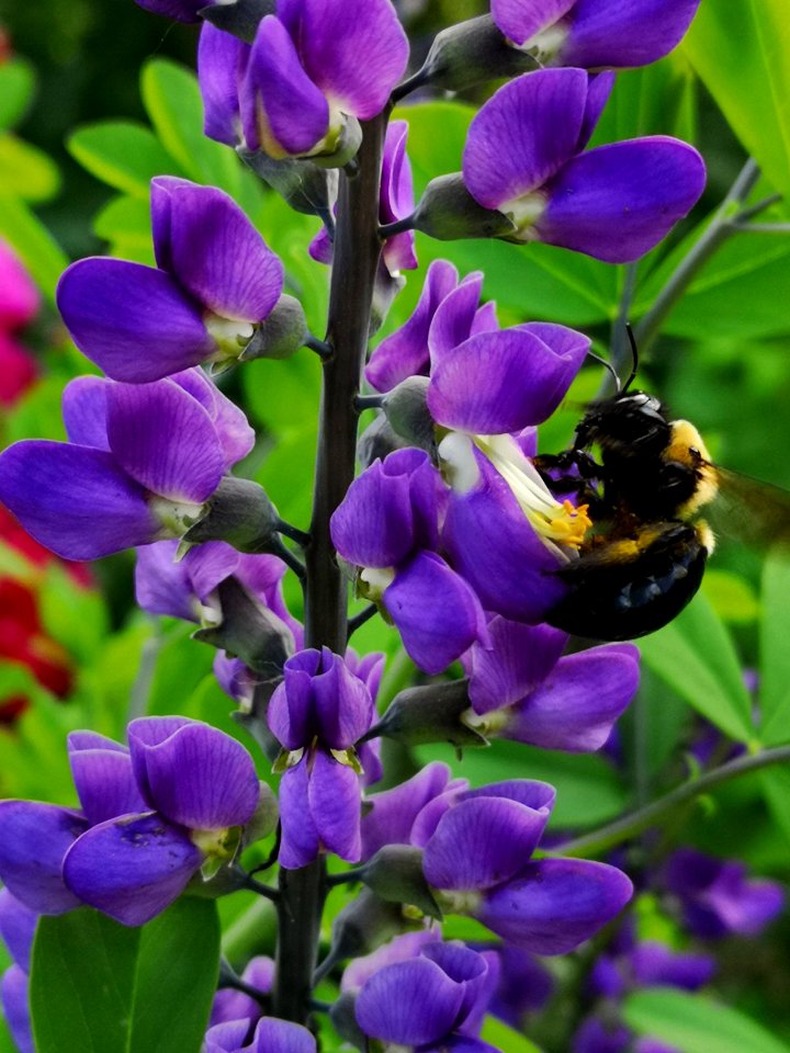 Bumblebee (Bombus sp.) visiting false indigo (Baptisia sp.) flowers