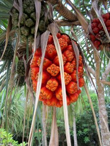 Tropical plant thai photo