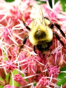 Bumblebee visiting Joe Pye weed Eupatorium dubium Baby Joe