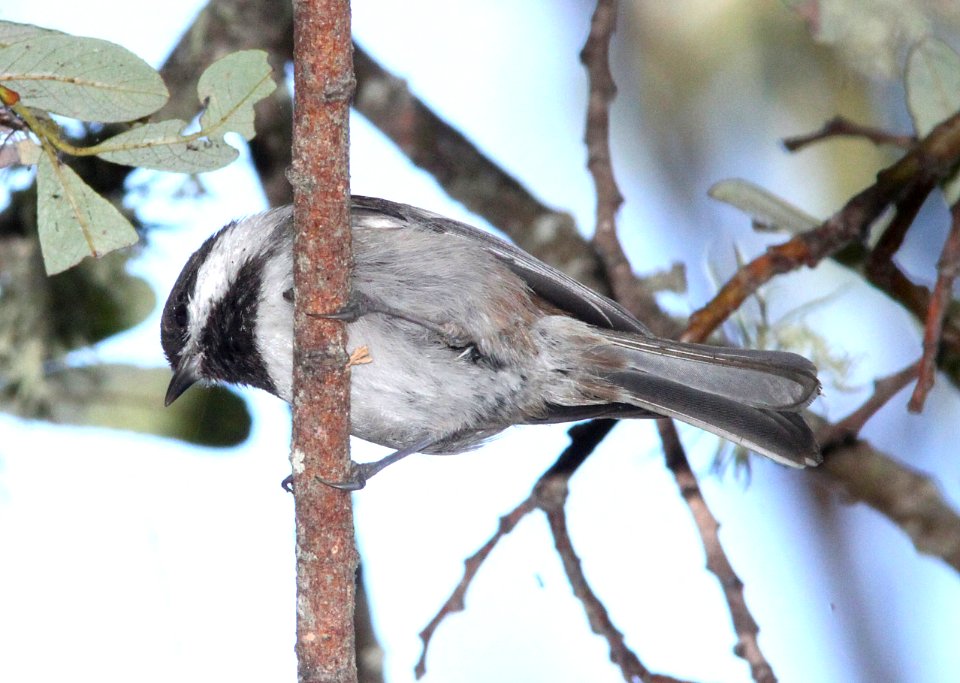 CHICKADEE, CHESTNUT-BACKED (9-18-09) oceano, slo co, ca -01