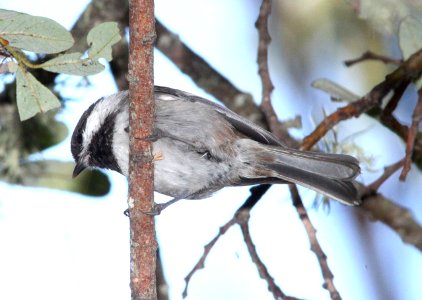 CHICKADEE, CHESTNUT-BACKED (9-18-09) oceano, slo co, ca -01