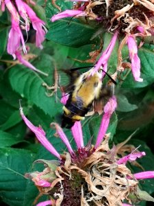 Snowberry clearwing moth (Hemaris diffinis) visiting bee balm (Monarda didyma 'Balmy Pink')