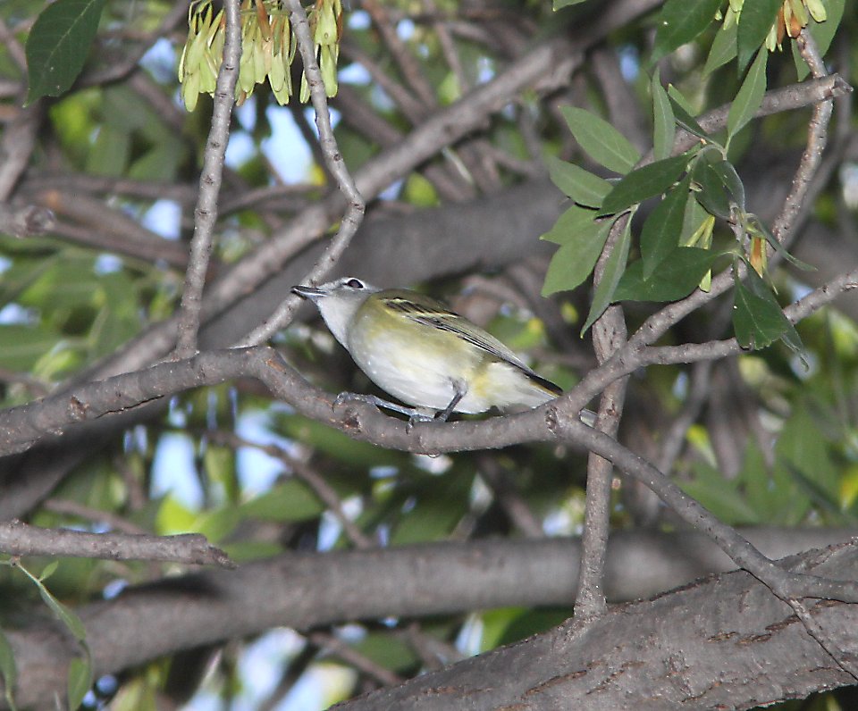 VIREO, CASSIN'S (9-29-10) blue haven road, patagonia, scc, az -01