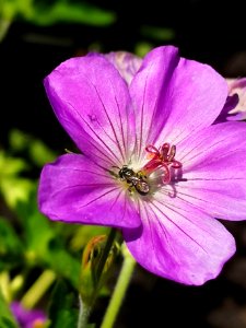 Little bee or fly on Geranium Azure Rush photo