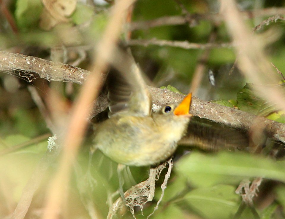 FLYCATCHER, PACIFIC-SLOPE (10-12-09) catching bug, oceano c g -01