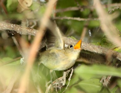 FLYCATCHER, PACIFIC-SLOPE (10-12-09) catching bug, oceano c g -01