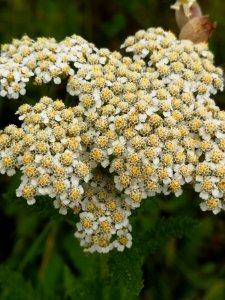 Yarrow at Komoka park