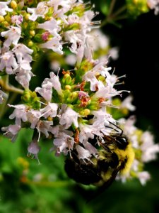 Bumblebee (Bombus sp.) visiting oregano (Origanum vulgare) flowers photo