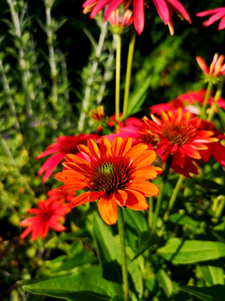 Echinacea Cheyenne Spirit