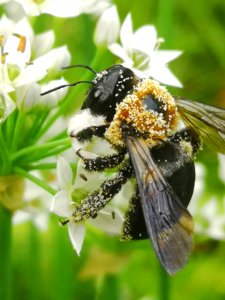 Carpenter bee Xylocopa virginica covered in pollen visiting flowers of garlic chives Allium tuberosum