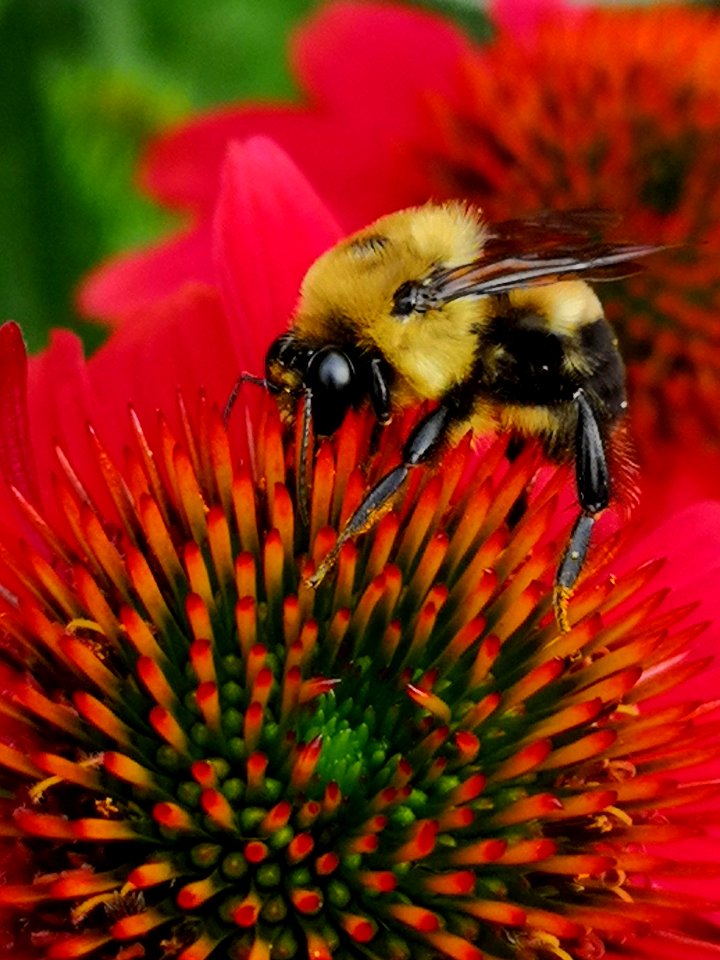 Bumblebee visiting coneflower (Echinacea 'Cheyenne Spirit'). Smells fragrant today. Until now I have only seen honeybees visiting