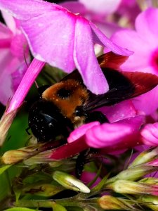 Carpenter bee (Xylocopa) with pollen nectar robbing Phlox paniculata
