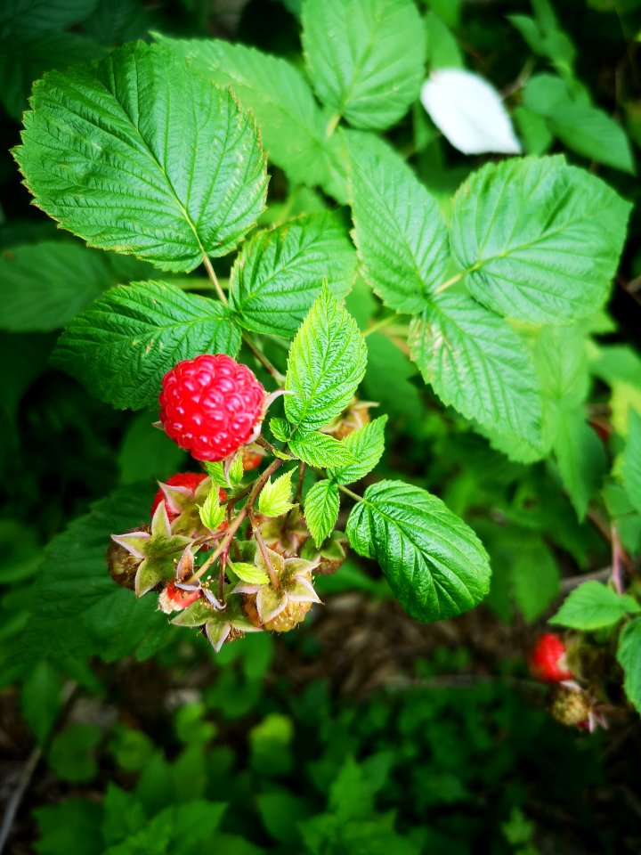 Raspberry Rubus idaeus