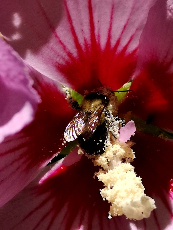 Bumblebee covered in pollen from rose of Sharon (Hibiscus syriacus)