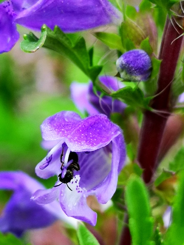 Little critters visiting dragonhead (Dracocephalum moldavica)