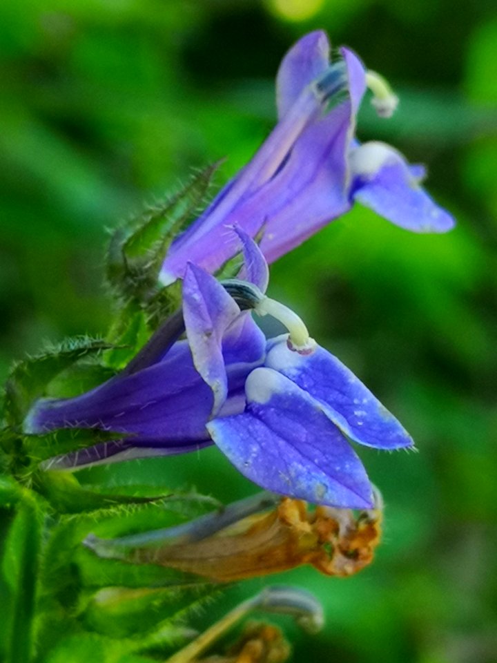 Blue cardinal flower. Lobelia siphilitica