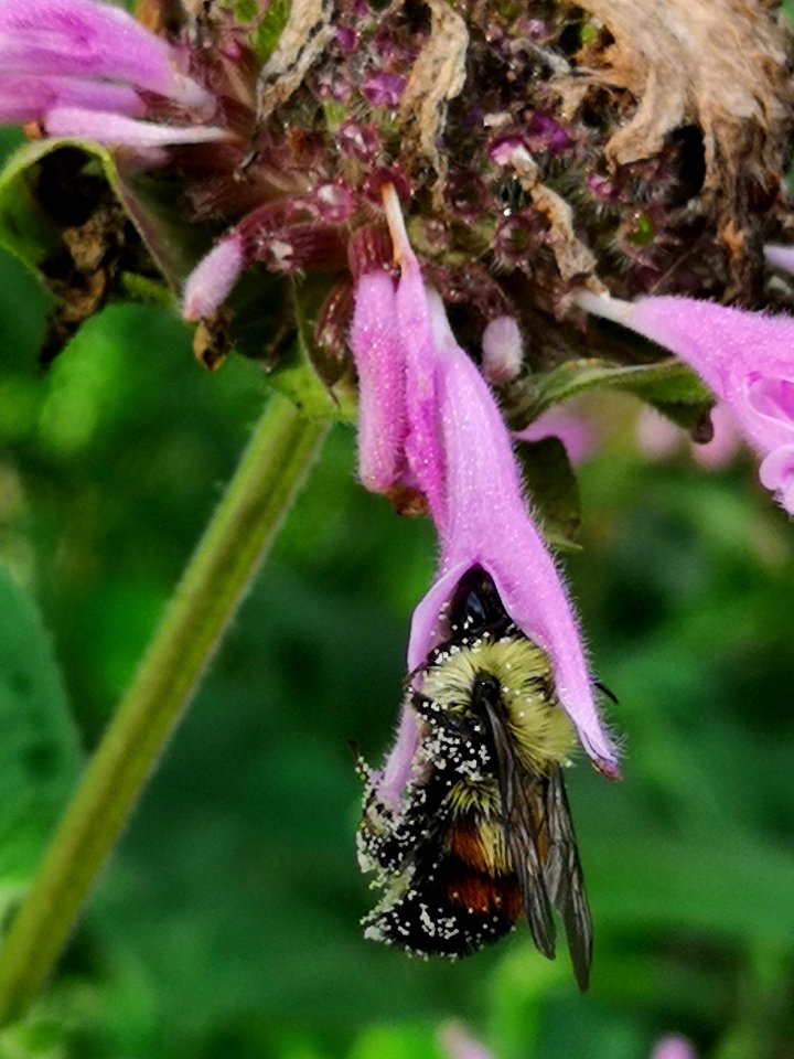 Bumblebee with pollen visiting bee balm flowers Monarda didyma 'Rose Scented'