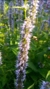 Agastache Blue Fortune