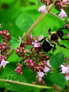 Bumblebee visiting oregano