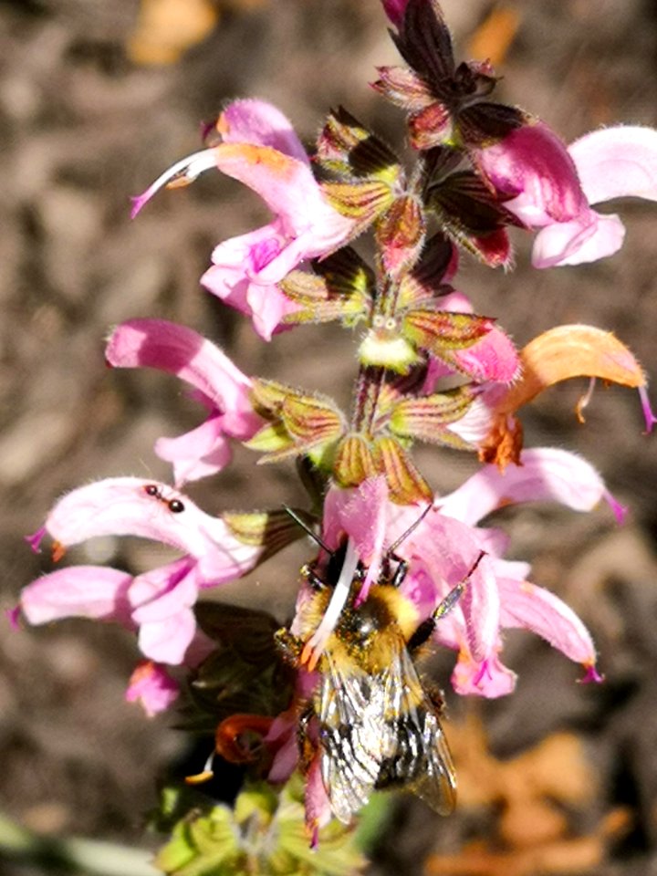 Bumblebee visiting meadow sage