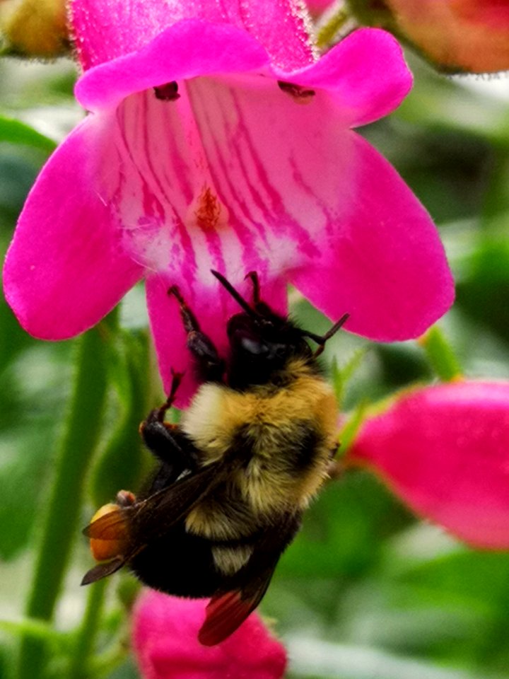 Bumblebee (Bombus) visiting hybrid beardtongue flowers Penstemon Red Rocks