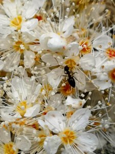 Ants in the false spiraea (Sorbaria sorbifolia 'Sem')