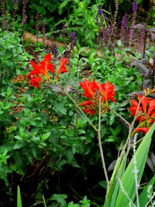 Hummingbird visiting montbretia (Crocosmia 'Lucifer')