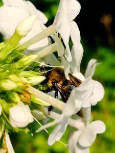 Carpenter bee nectar robbing Phlox paniculata David photo