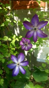 Clematis