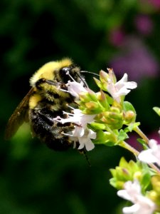 Bumblebee (Bombus sp.) visiting oregano (Origanum vulgare) flowers