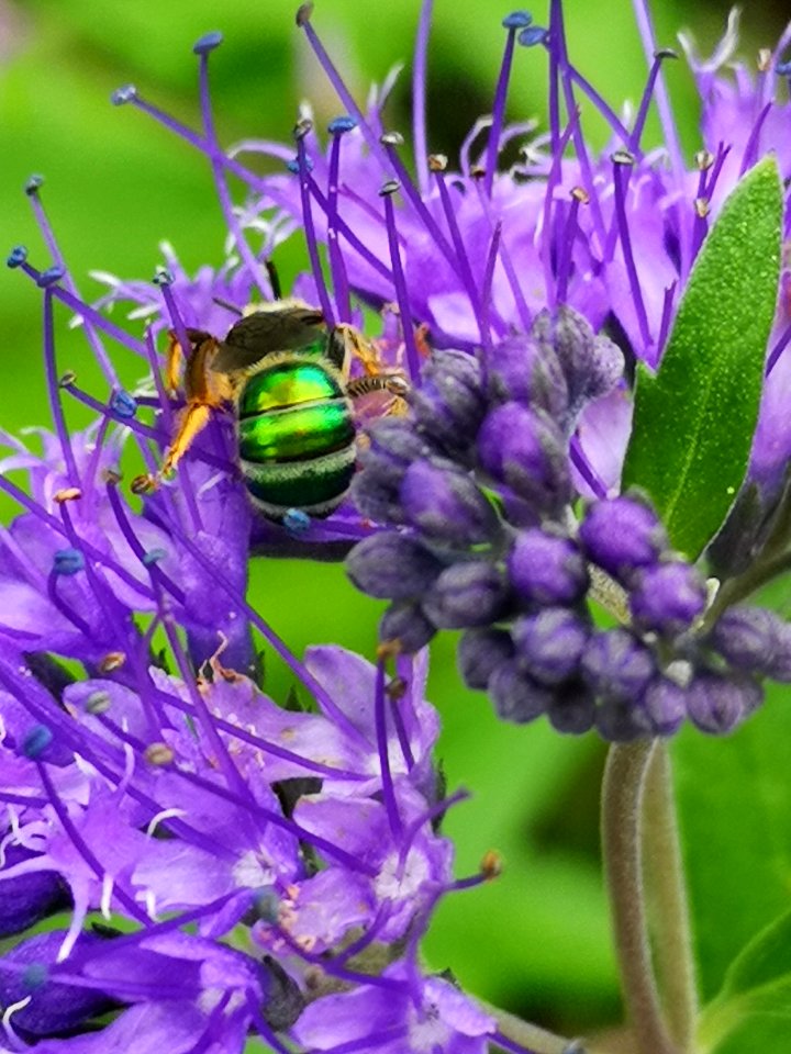 Sweat bee visiting bluebeard Caryopteris Dark Knight