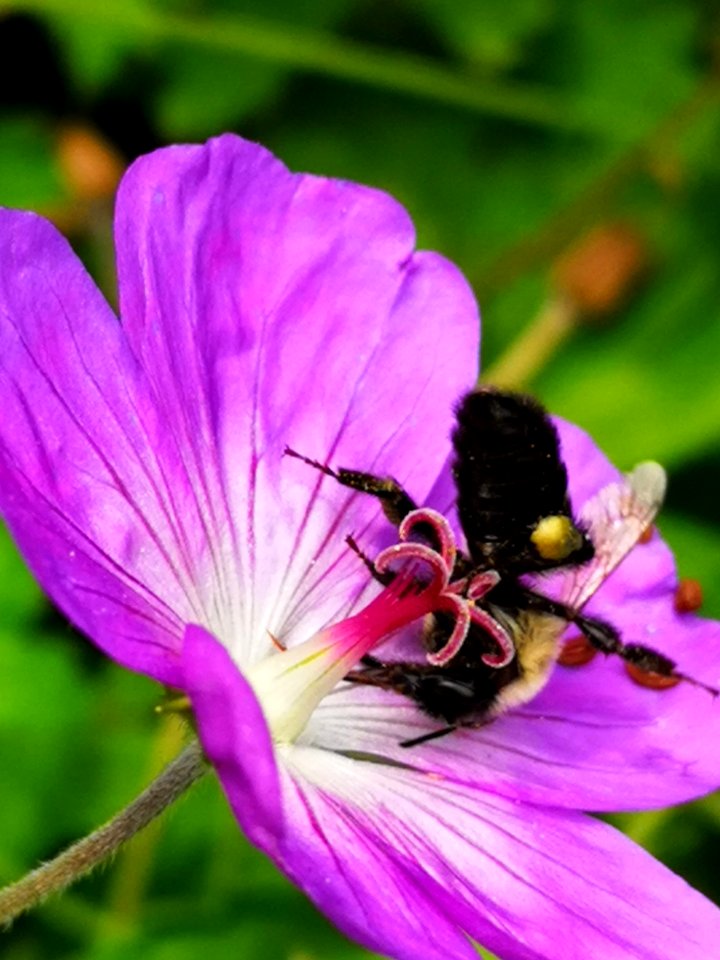 Bumblebee visiting cranesbill Geranium Azure Rush