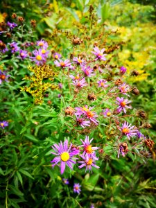 Symphyotrichum and Solidago