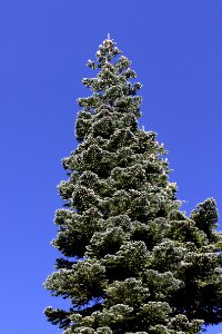 MT LASSEN AREA - 300 - Mt Magee trail -03