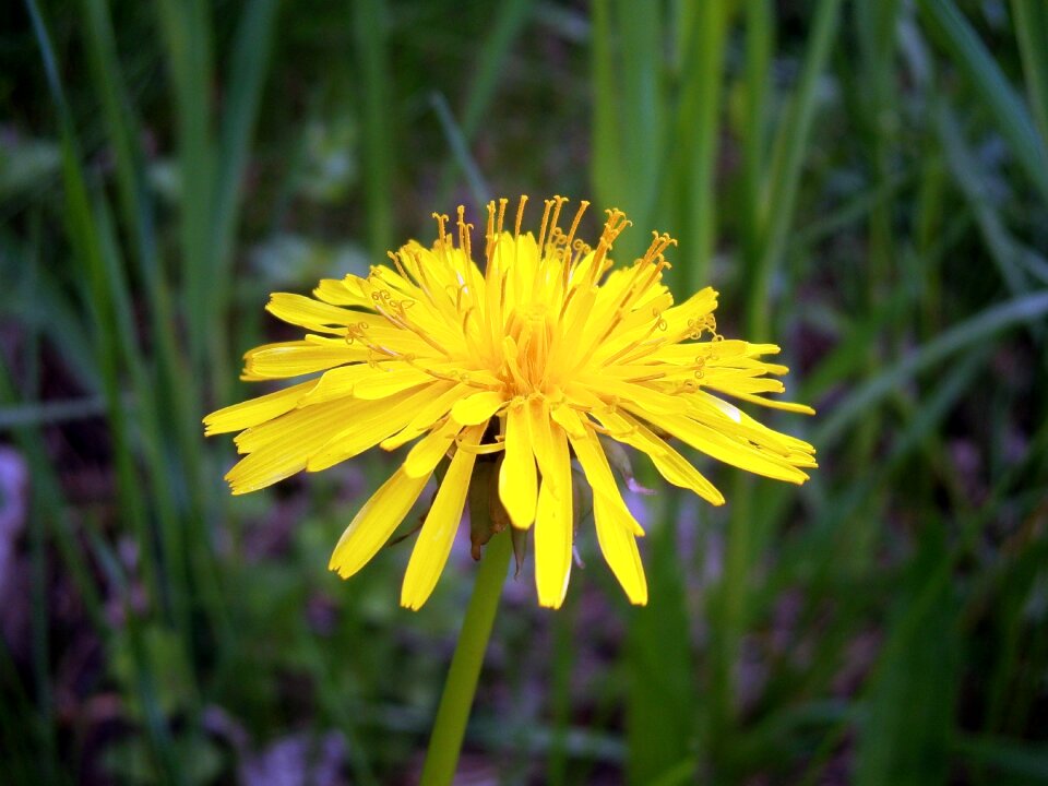Spring dandelions plant