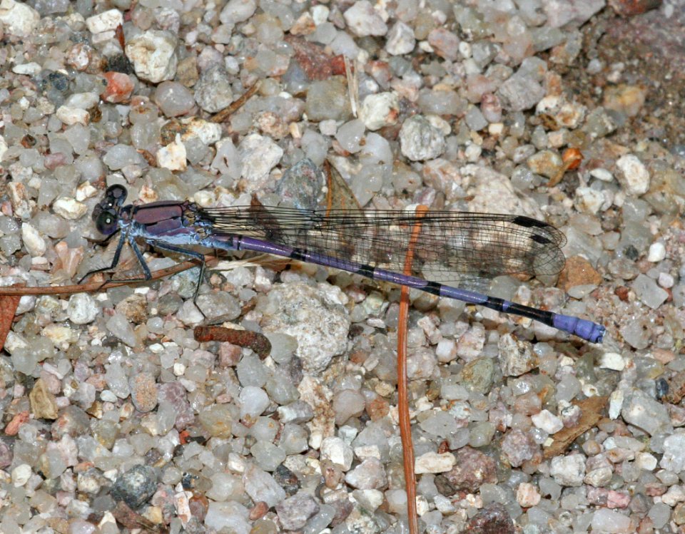 BLUET, NORTHERN or BOREAL (enallagma cyathigerum or boreale) (7-27-09) ramsey cyn, az -01