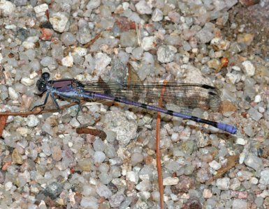 BLUET, NORTHERN or BOREAL (enallagma cyathigerum or boreale) (7-27-09) ramsey cyn, az -01