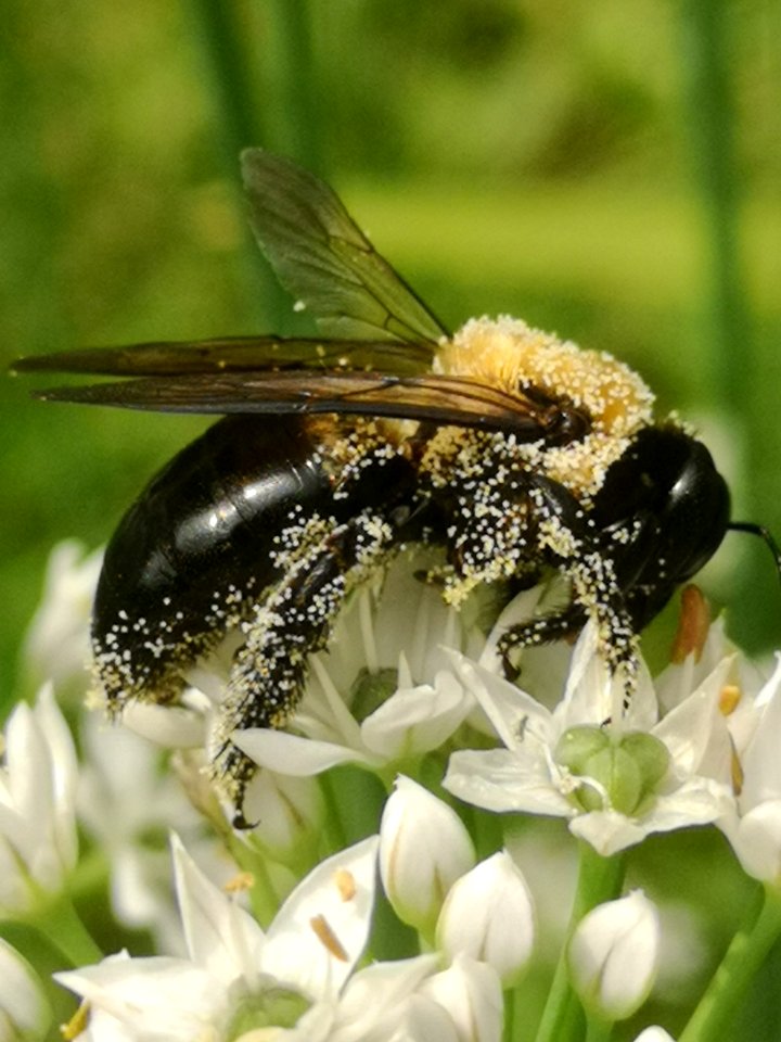 Carpenter bee Xylocopa virginica covered in pollen visiting flowers of garlic chives Allium tuberosum